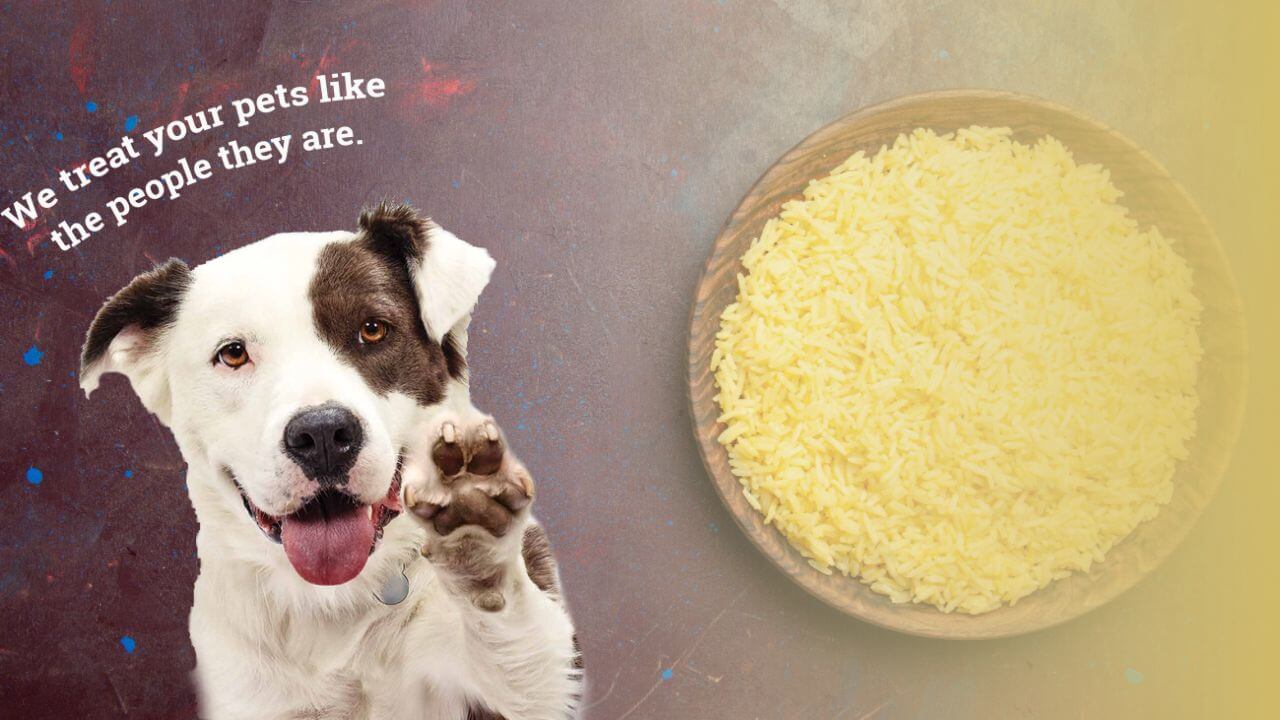 Can Dogs Eat Yellow Rice? A Comprehensive Guide