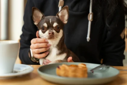 Is it healthy for dogs to eat pot pie
