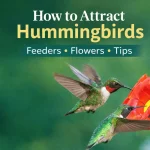 How to Attract Hummingbirds