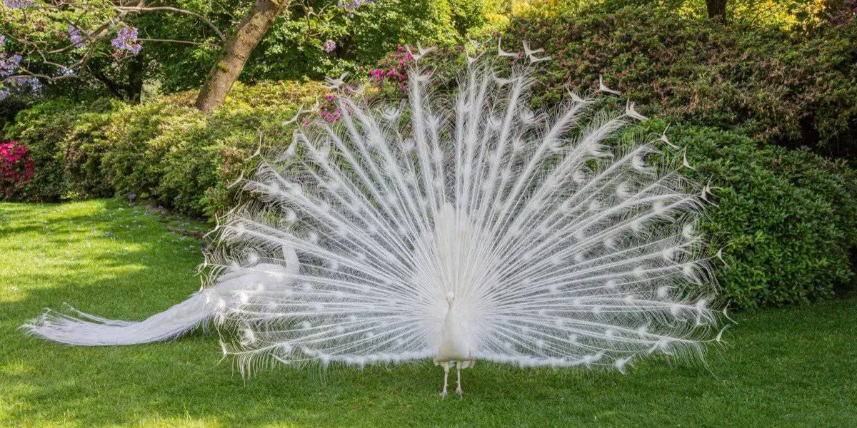 White peacock displaying its white train feathers in a green garden