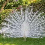 White peacock displaying its white train feathers in a green garden