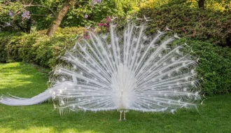 White peacock displaying its white train feathers in a green garden