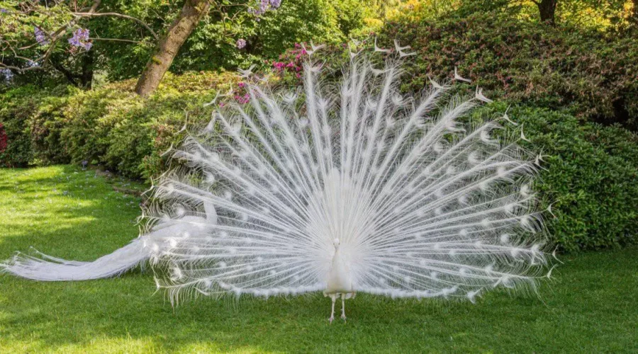 White peacock displaying its white train feathers in a green garden