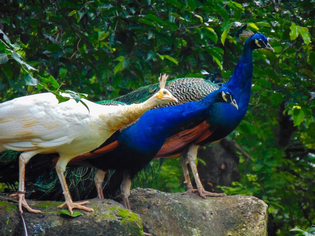 White and blue Indian peafowl showing their different feather colors.